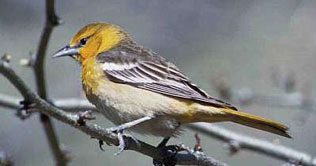 Climate change makes birds shrink in North America
